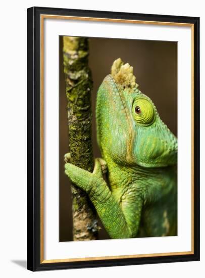 Parsons Chameleon, Andasibe-Mantadia National Park, Madagascar-Paul Souders-Framed Photographic Print