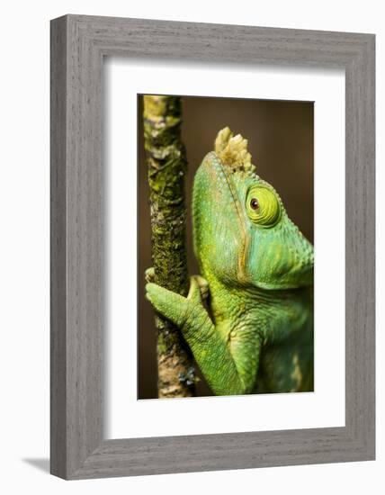 Parsons Chameleon, Andasibe-Mantadia National Park, Madagascar-Paul Souders-Framed Photographic Print