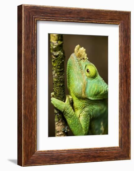 Parsons Chameleon, Andasibe-Mantadia National Park, Madagascar-Paul Souders-Framed Photographic Print