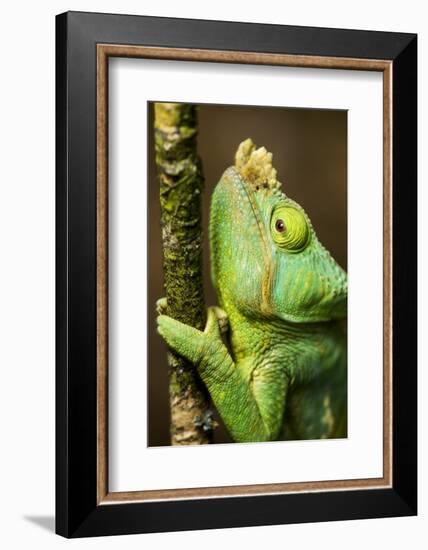 Parsons Chameleon, Andasibe-Mantadia National Park, Madagascar-Paul Souders-Framed Photographic Print