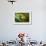 Parsons Chameleon Eats Grasshopper, Madagascar-Paul Souders-Framed Photographic Print displayed on a wall