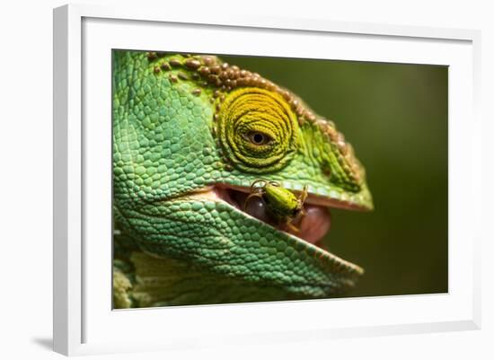 Parsons Chameleon Eats Grasshopper, Madagascar-Paul Souders-Framed Photographic Print