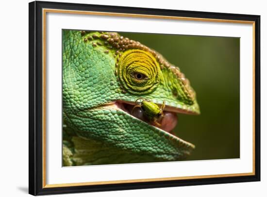 Parsons Chameleon Eats Grasshopper, Madagascar-Paul Souders-Framed Photographic Print