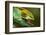 Parsons Chameleon Eats Grasshopper, Madagascar-Paul Souders-Framed Photographic Print