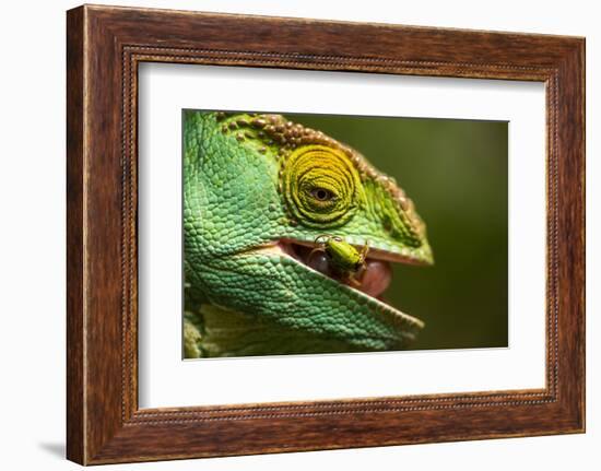 Parsons Chameleon Eats Grasshopper, Madagascar-Paul Souders-Framed Photographic Print