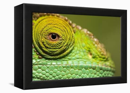 Parsons Chameleon, Madagascar-Paul Souders-Framed Premier Image Canvas