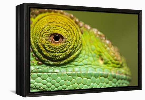 Parsons Chameleon, Madagascar-Paul Souders-Framed Premier Image Canvas