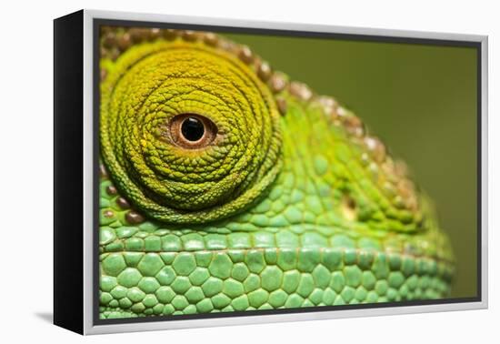 Parsons Chameleon, Madagascar-Paul Souders-Framed Premier Image Canvas