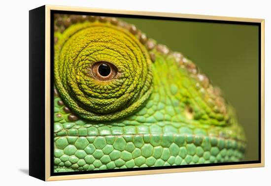 Parsons Chameleon, Madagascar-Paul Souders-Framed Premier Image Canvas