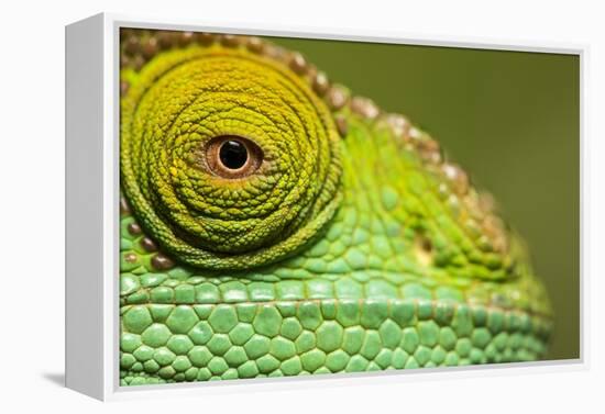 Parsons Chameleon, Madagascar-Paul Souders-Framed Premier Image Canvas