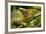 Parsons Chameleon, Madagascar-Paul Souders-Framed Photographic Print