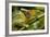 Parsons Chameleon, Madagascar-Paul Souders-Framed Photographic Print