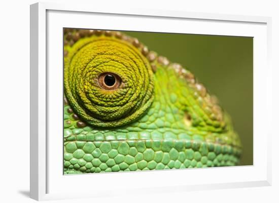 Parsons Chameleon, Madagascar-Paul Souders-Framed Photographic Print