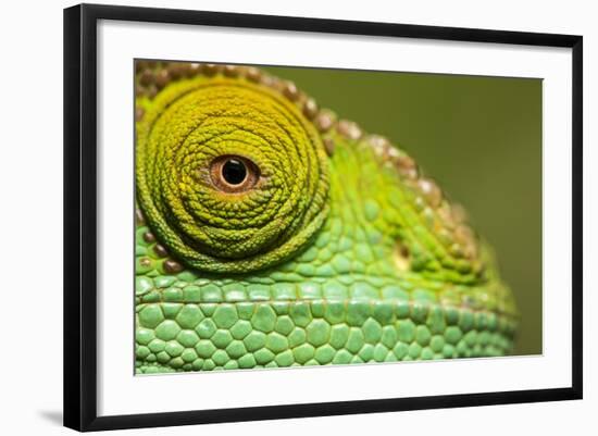 Parsons Chameleon, Madagascar-Paul Souders-Framed Photographic Print