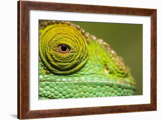 Parsons Chameleon, Madagascar-Paul Souders-Framed Photographic Print