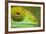 Parsons Chameleon, Madagascar-Paul Souders-Framed Photographic Print