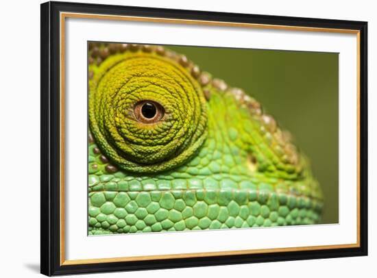 Parsons Chameleon, Madagascar-Paul Souders-Framed Photographic Print