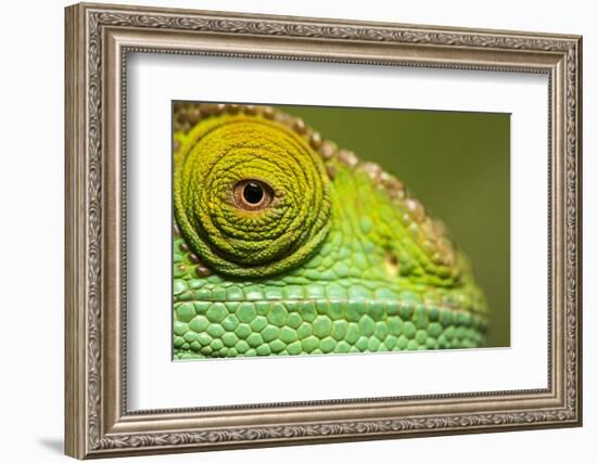 Parsons Chameleon, Madagascar-Paul Souders-Framed Photographic Print