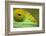 Parsons Chameleon, Madagascar-Paul Souders-Framed Photographic Print