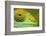 Parsons Chameleon, Madagascar-Paul Souders-Framed Photographic Print