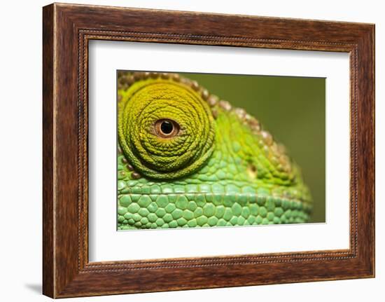 Parsons Chameleon, Madagascar-Paul Souders-Framed Photographic Print