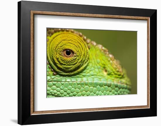 Parsons Chameleon, Madagascar-Paul Souders-Framed Photographic Print