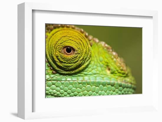 Parsons Chameleon, Madagascar-Paul Souders-Framed Photographic Print