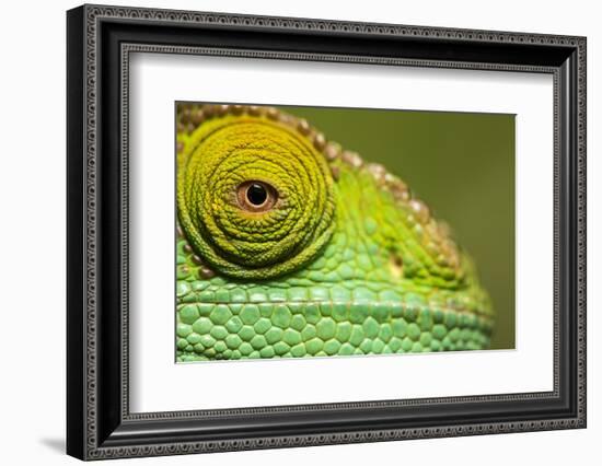 Parsons Chameleon, Madagascar-Paul Souders-Framed Photographic Print