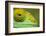 Parsons Chameleon, Madagascar-Paul Souders-Framed Photographic Print