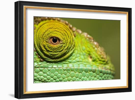 Parsons Chameleon, Madagascar-Paul Souders-Framed Photographic Print