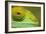 Parsons Chameleon, Madagascar-Paul Souders-Framed Photographic Print