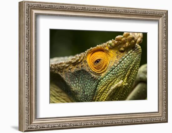 Parsons Chameleon, Madagascar-Paul Souders-Framed Photographic Print