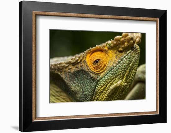 Parsons Chameleon, Madagascar-Paul Souders-Framed Photographic Print