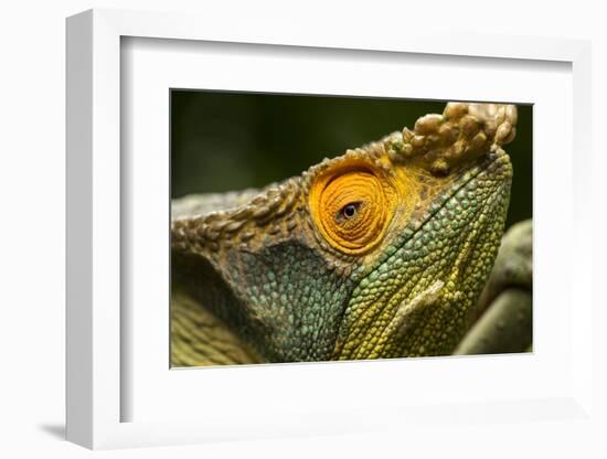 Parsons Chameleon, Madagascar-Paul Souders-Framed Photographic Print