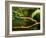 Parsons Chameleon, Madagascar-Paul Souders-Framed Photographic Print