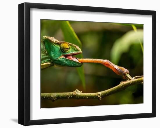 Parsons Chameleon, Madagascar-Paul Souders-Framed Photographic Print