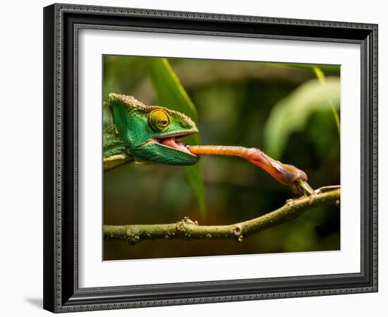 Parsons Chameleon, Madagascar-Paul Souders-Framed Photographic Print