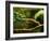 Parsons Chameleon, Madagascar-Paul Souders-Framed Photographic Print