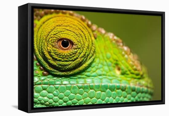 Parsons Chameleon, Madagascar-Paul Souders-Framed Premier Image Canvas