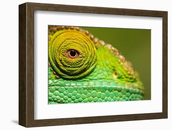 Parsons Chameleon, Madagascar-Paul Souders-Framed Photographic Print