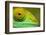 Parsons Chameleon, Madagascar-Paul Souders-Framed Photographic Print