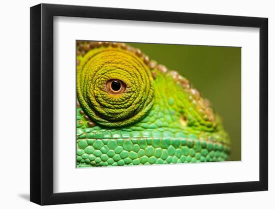 Parsons Chameleon, Madagascar-Paul Souders-Framed Photographic Print