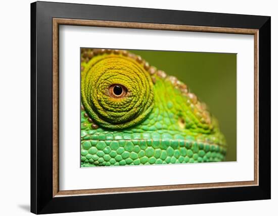 Parsons Chameleon, Madagascar-Paul Souders-Framed Photographic Print