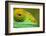 Parsons Chameleon, Madagascar-Paul Souders-Framed Photographic Print