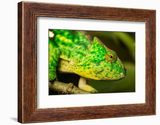 Parsons Chameleon, Madagascar-Paul Souders-Framed Photographic Print