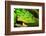 Parsons Chameleon, Madagascar-Paul Souders-Framed Photographic Print