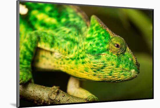 Parsons Chameleon, Madagascar-Paul Souders-Mounted Photographic Print