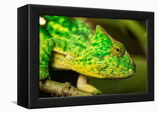 Parsons Chameleon, Madagascar-Paul Souders-Framed Premier Image Canvas