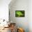 Parsons Chameleon, Madagascar-Paul Souders-Framed Premier Image Canvas displayed on a wall