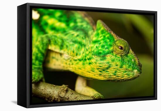 Parsons Chameleon, Madagascar-Paul Souders-Framed Premier Image Canvas